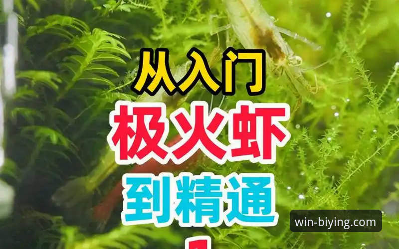 必赢移动端使用指南：从入门到精通的完整教程